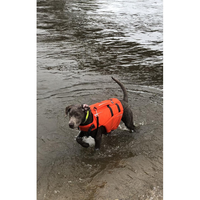 <NRS> 狗狗救生衣 CFD Dog Life Jacket