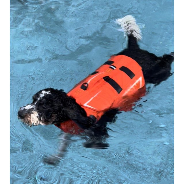 <NRS> 狗狗救生衣 CFD Dog Life Jacket