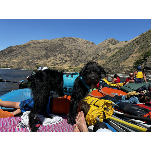 <NRS> 狗狗救生衣 CFD Dog Life Jacket